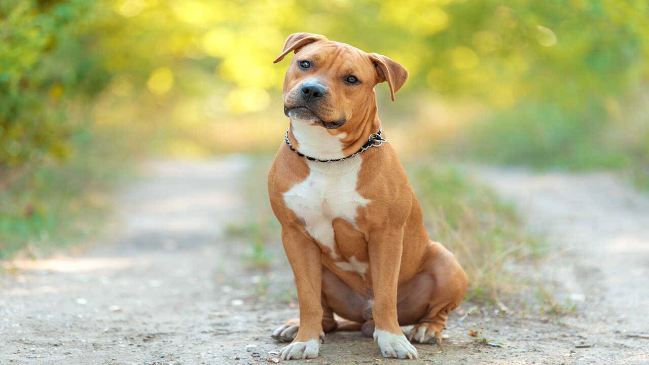 adottare amstaff proprietario ideale