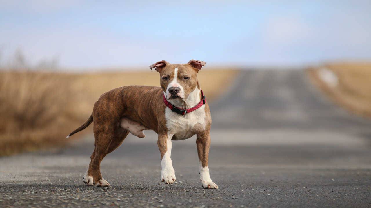 amstaff malattie comuni