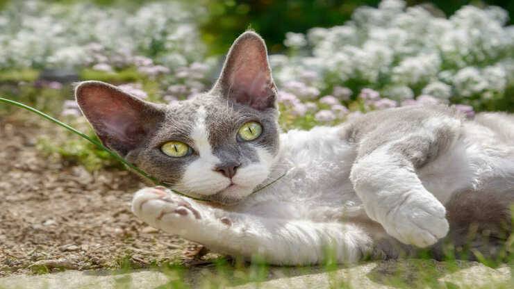 curiosità devon rex