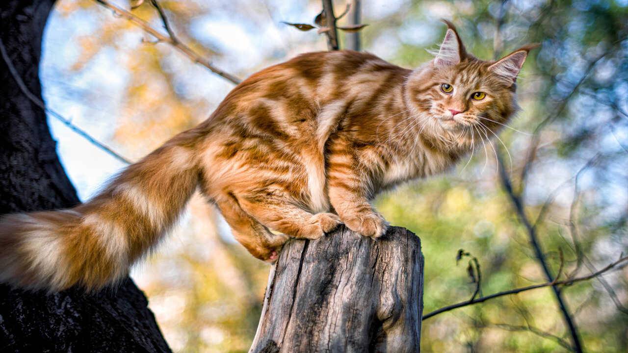 aiutare gatto scendere albero