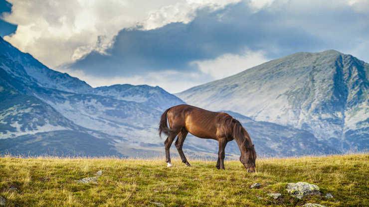 cavallo sul prato