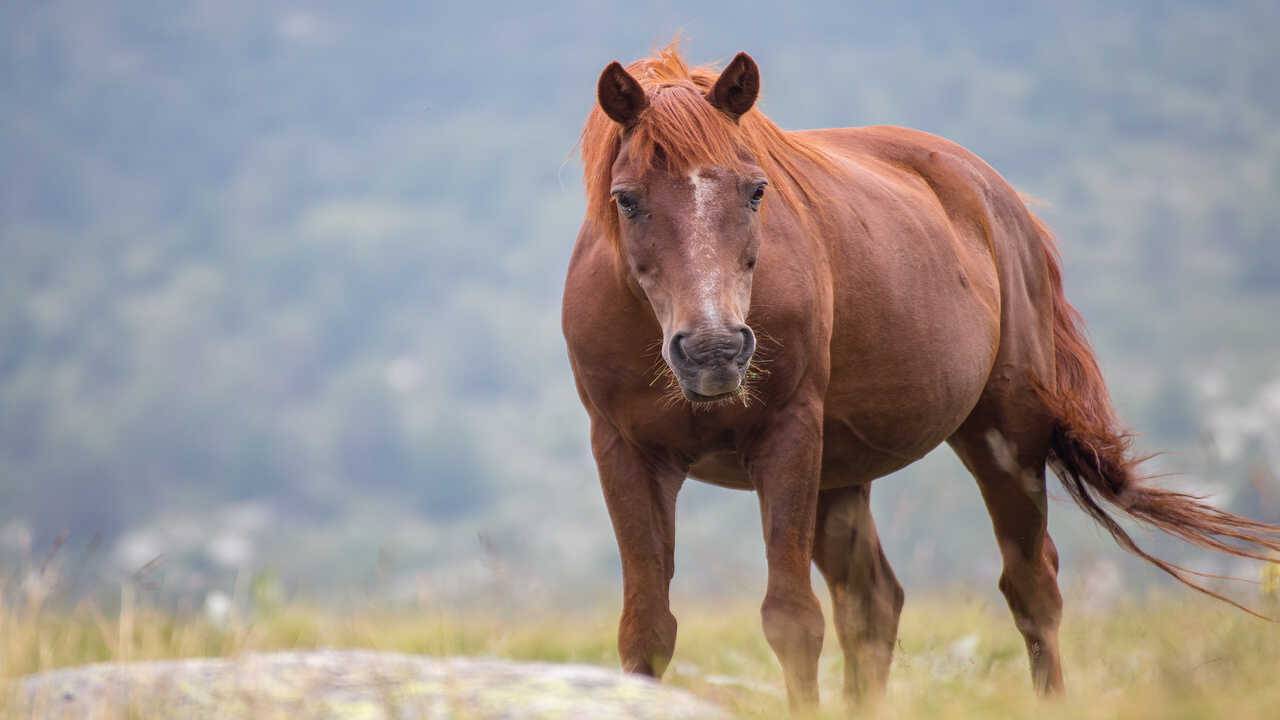 aspergillosi cavallo