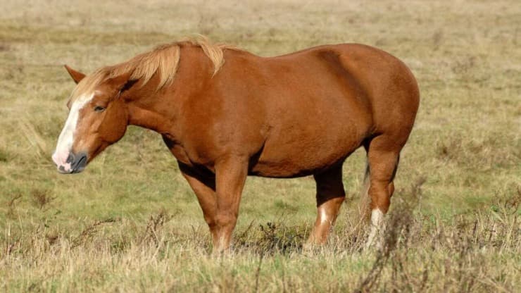 Sindrome metabolica nel cavallo