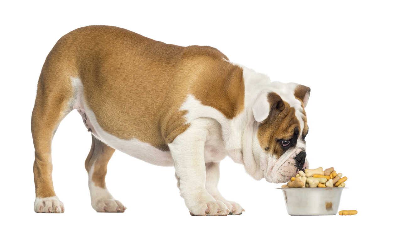 croquettes de chien maison