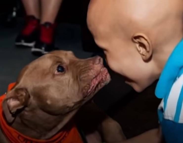 cane paralizzato aiuta bambini malati