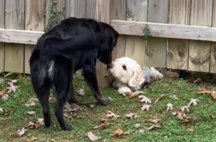 cagnolina socievole amico speciale