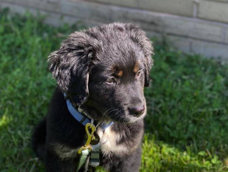 cagnolina amico speciale