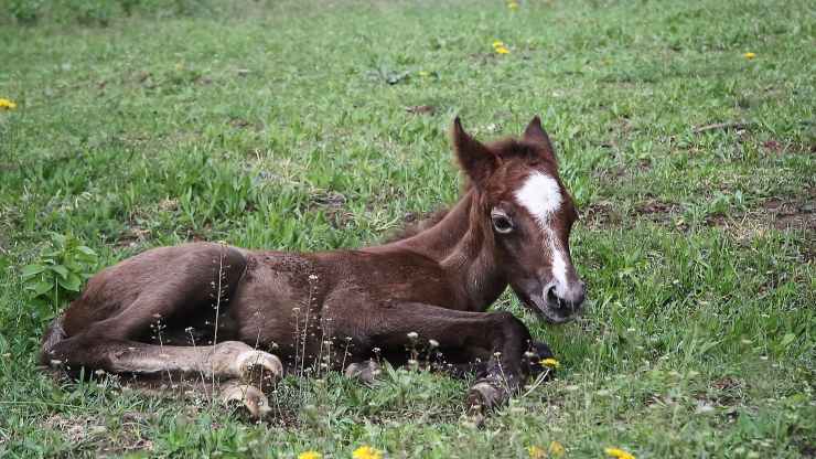 Il cavallo si sdraia per dormire