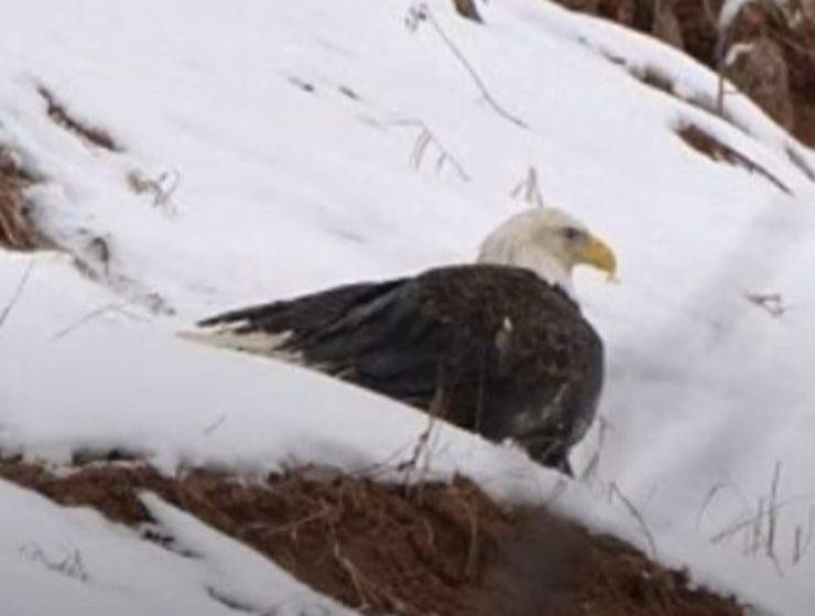 cane salva aquila