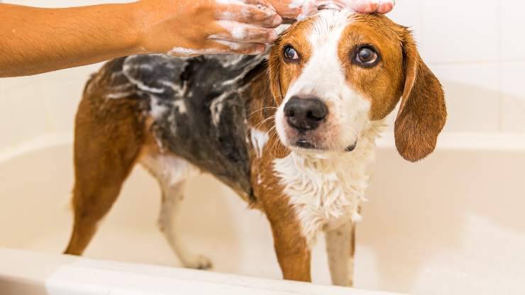 beagle bagno