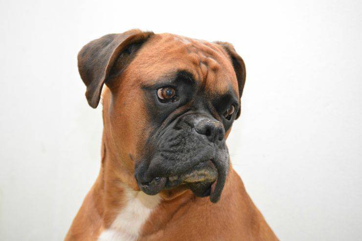 Sguardo attento del boxer (Foto Pixabay)