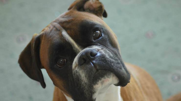 Sguardo del cane boxer (Foto Pixabay)