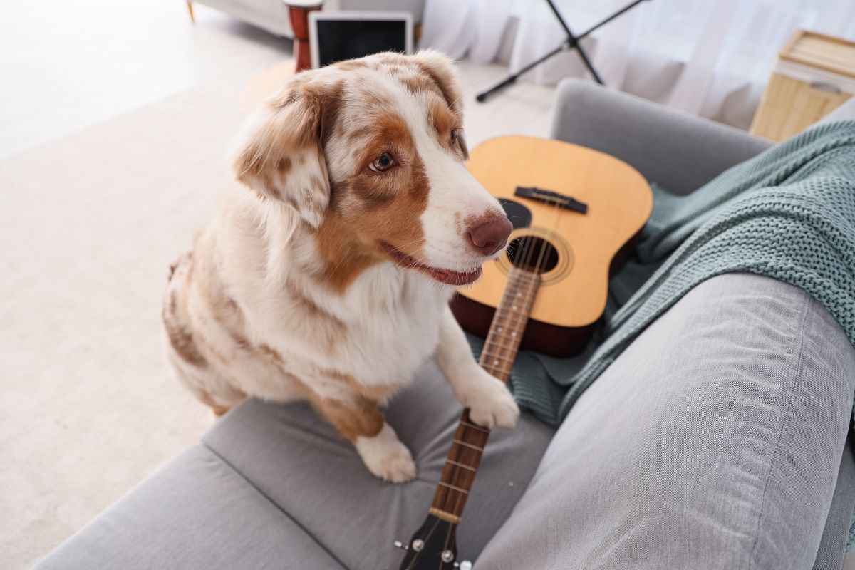 cane e chitarra