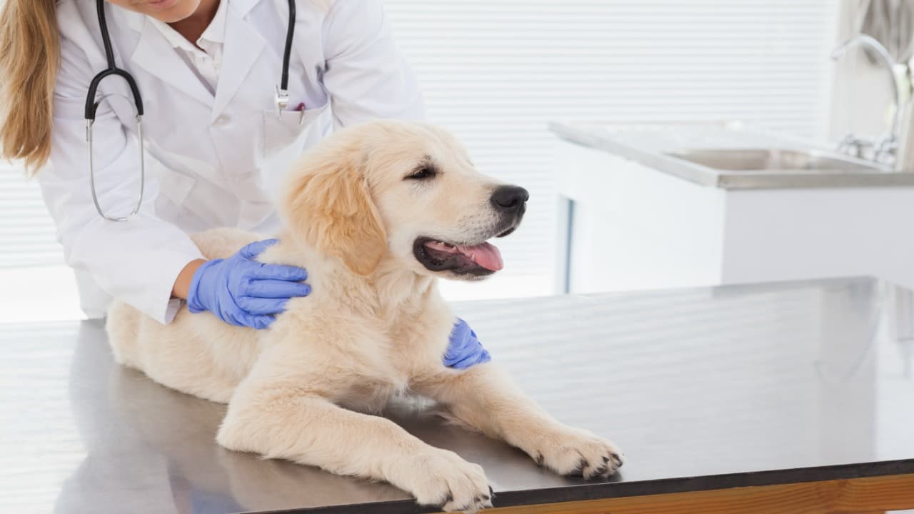 Tumeur vénérienne chez le chien