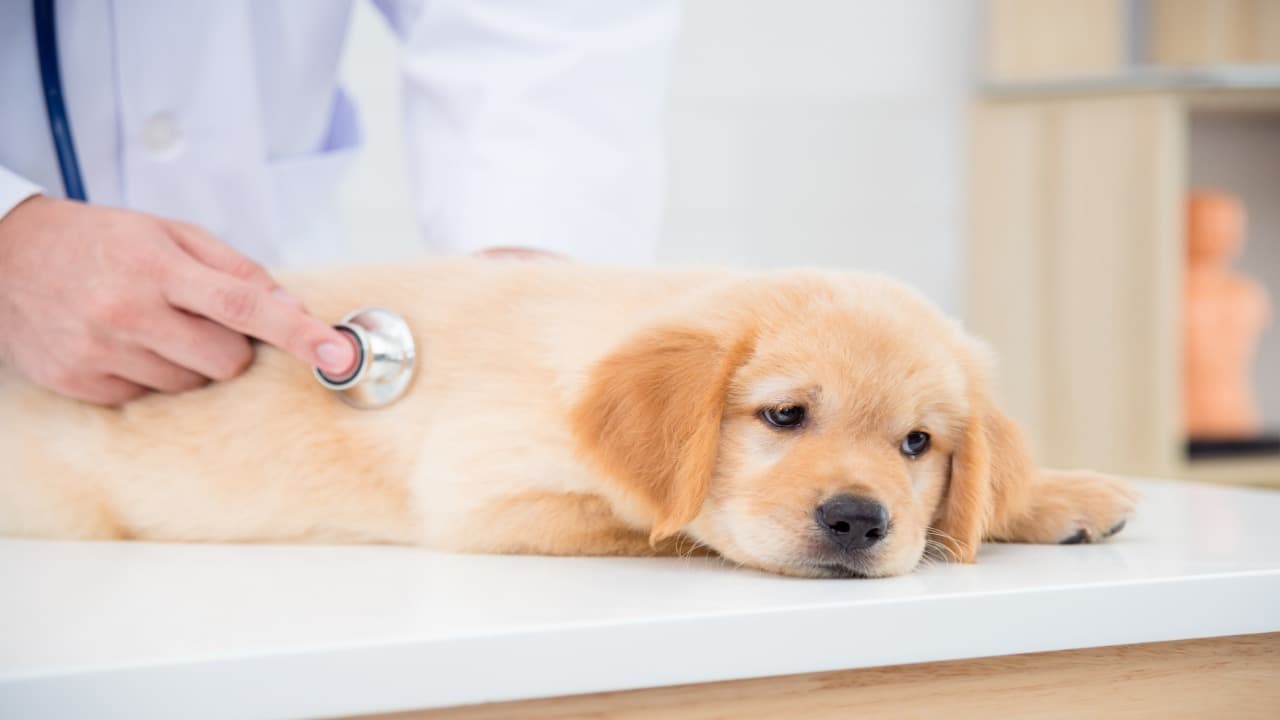 Radioterapia nel cane