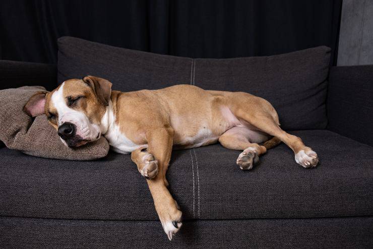 cane dorme su divano