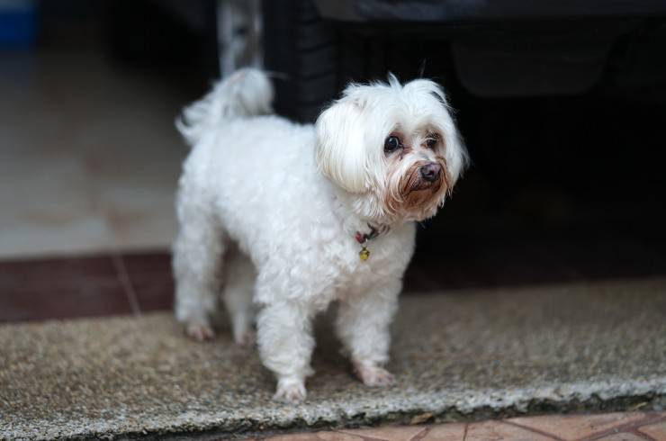 cane occhi e macchie