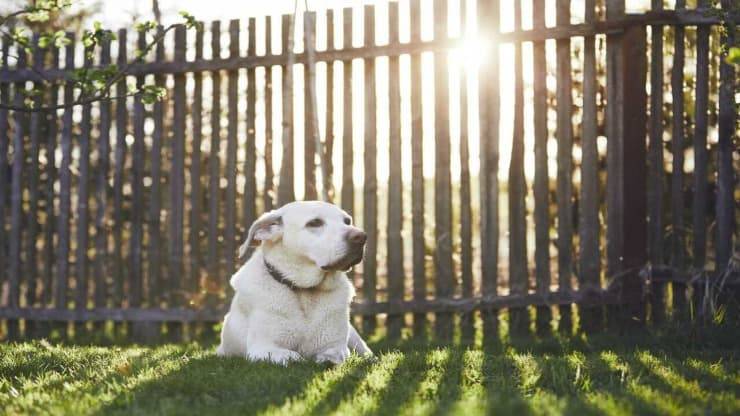 Recuperare l'animale domestico nel fondo del vicino