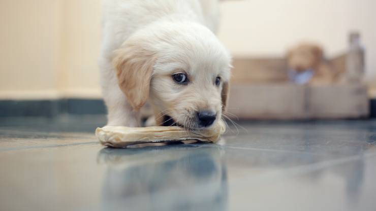 le chien pleure quand vous lui donnez des os