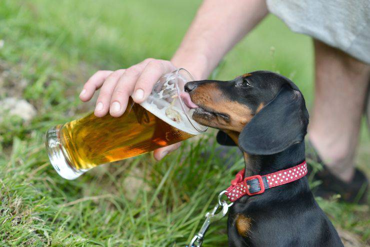 cane e alcolici