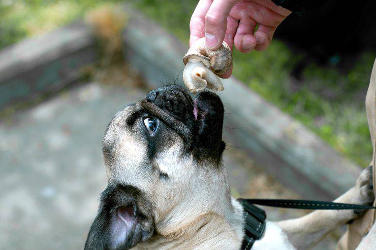 cane mangia vongole