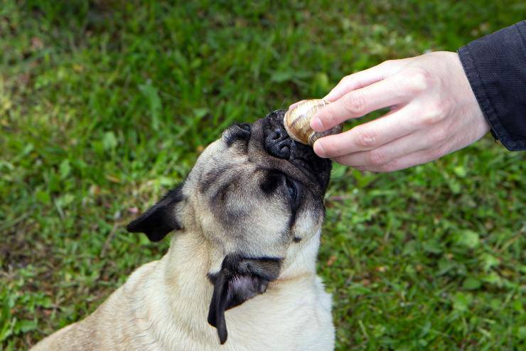 cane e vongole