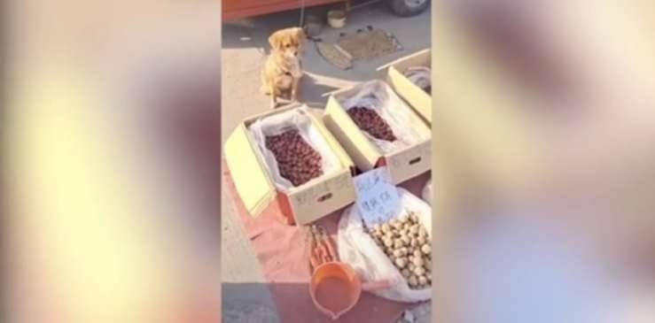 Il cane che controlla la bancarella