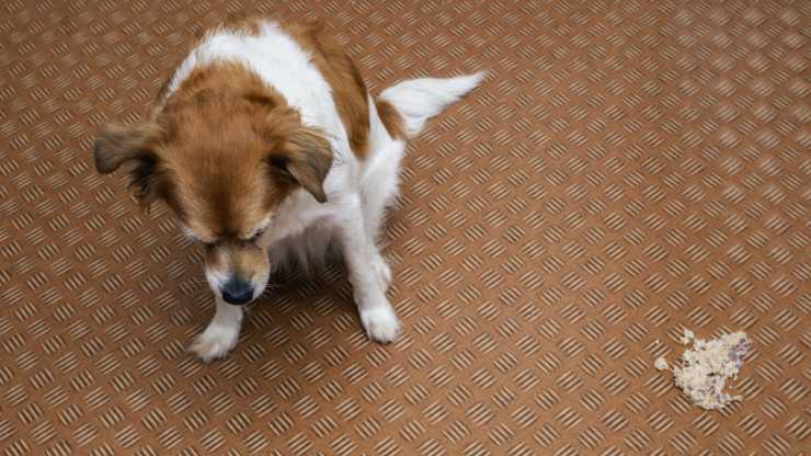 cane vomita boli di pelo