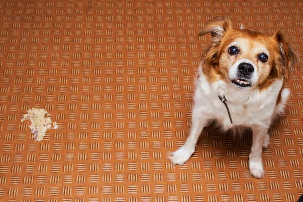 cane che ha vomitato