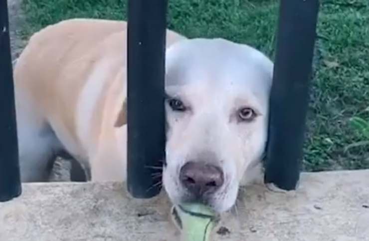 Cane in primo piano (Foto video)