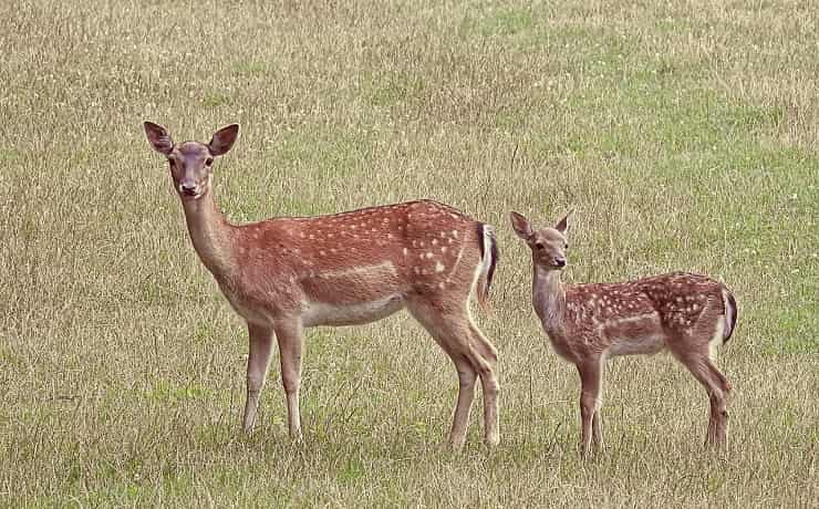 animali montagna