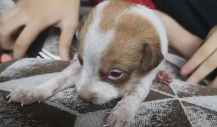 cane quattro settimane abbandonato cassonetto