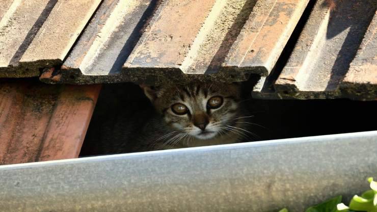 Gattino incastrato nel solaio