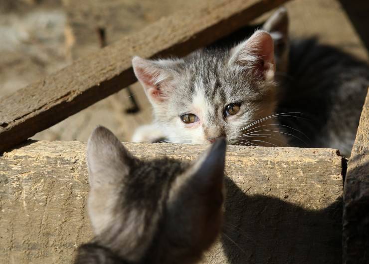 Gatti che si guardano