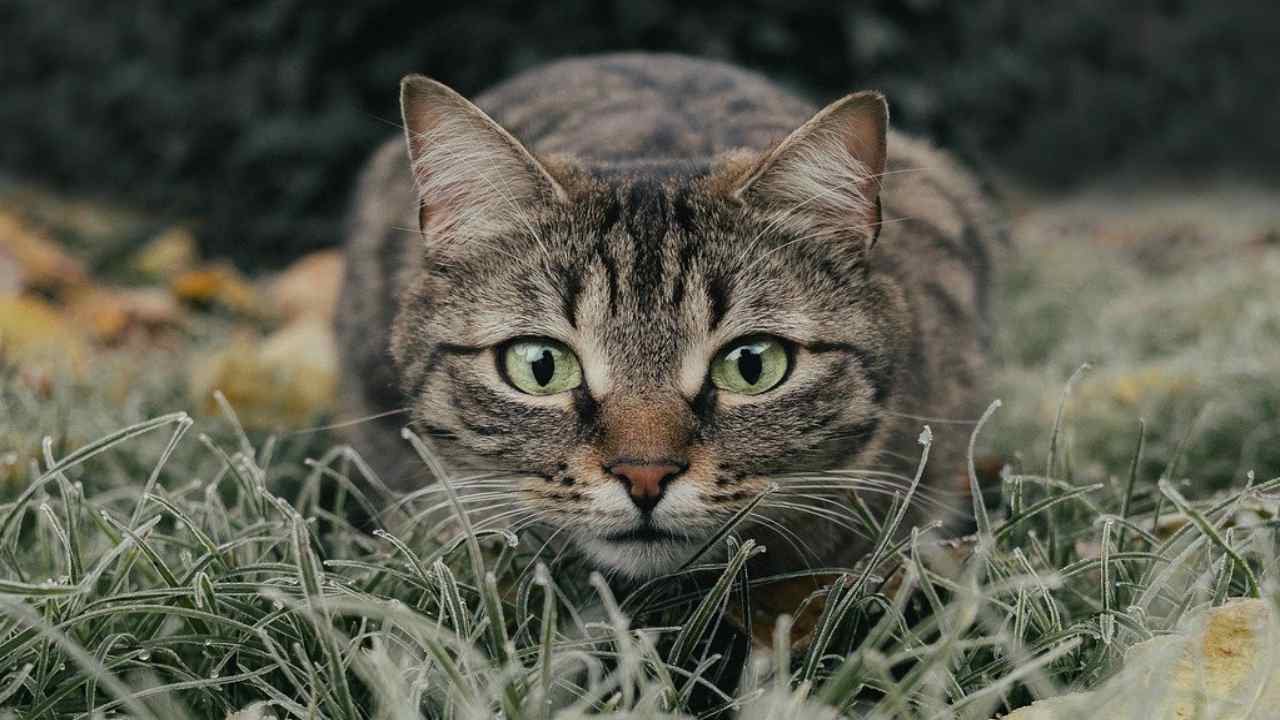 Gatto curioso (Foto Pixabay)