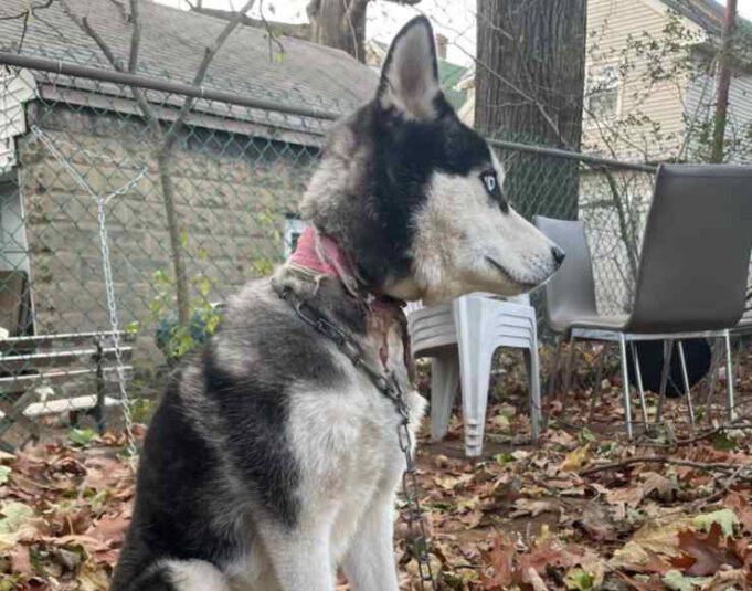 Fanno un trasloco: il cane viene abbandonato in casa, legato a una catena