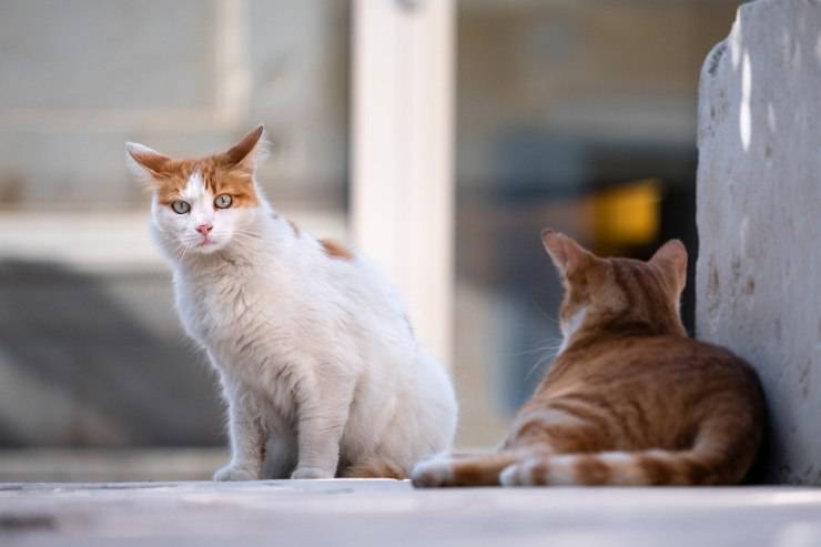 Gatto per strada