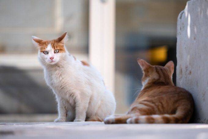 Perche I Gatti In Calore Urlano