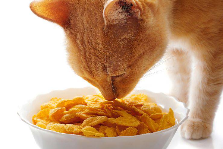 gatto mangia cereali