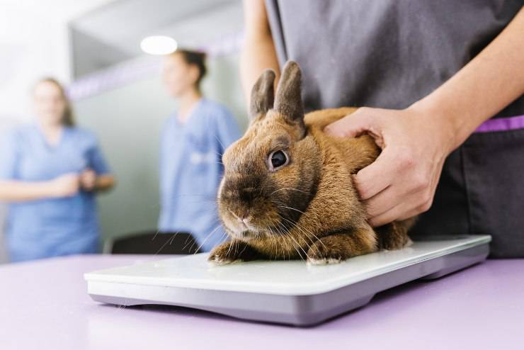 coniglio dal veterinario