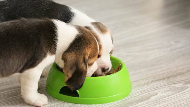 cosa dare da mangiare al beagle