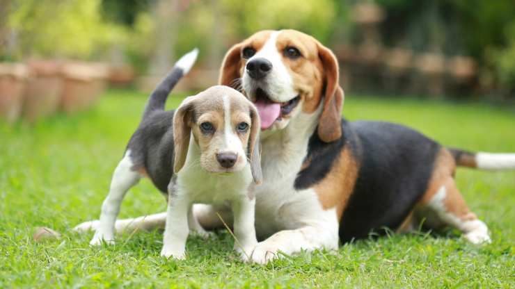 curiosità sul beagle