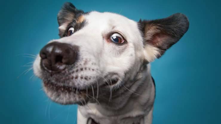 curiosità sul naso del cane