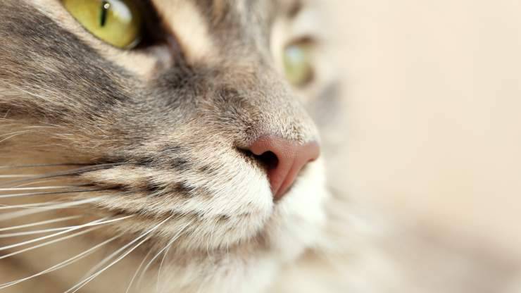 curiosità naso gatto