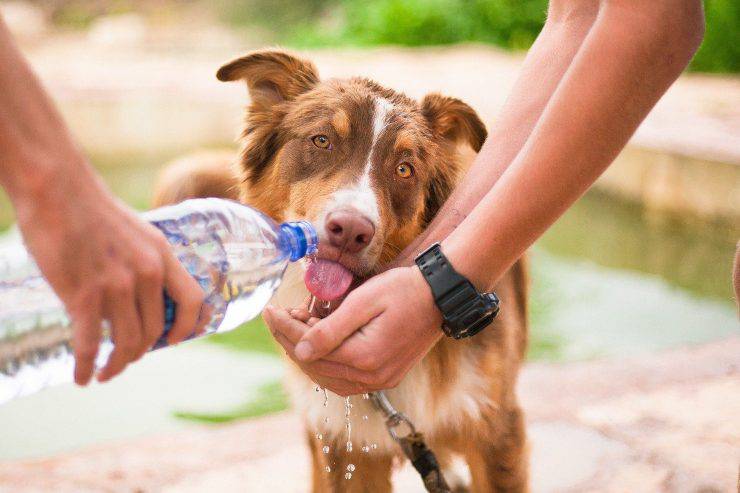 Fido beve acqua