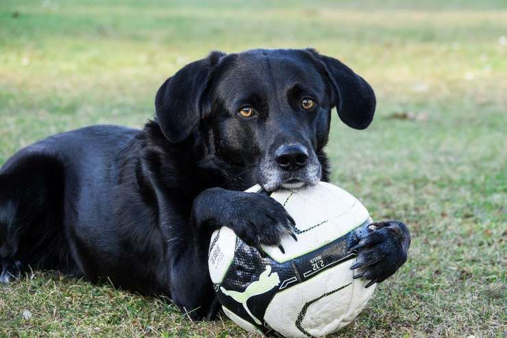 cani equilibrio palloni basket