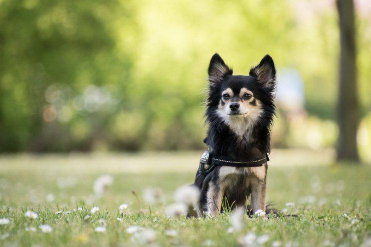 Camomilla per le zecche del cane