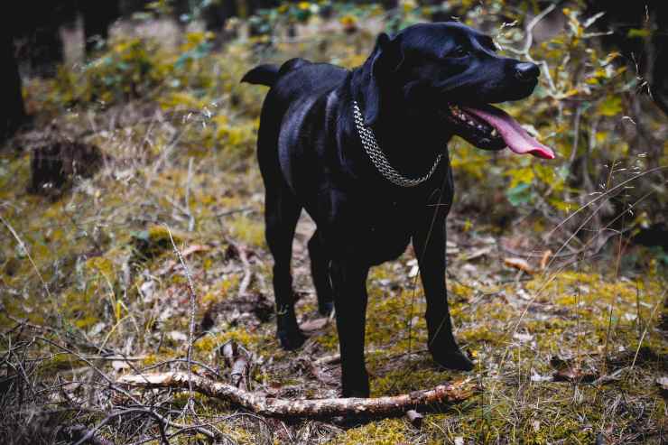 cagnolina legata catena ferro albero