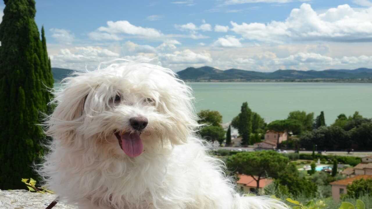 Il cane Christmas adottato dopo essere stato abbandonato nel bosco