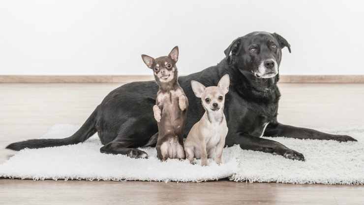 Una dolce famiglia di cani (Foto Pixabay)